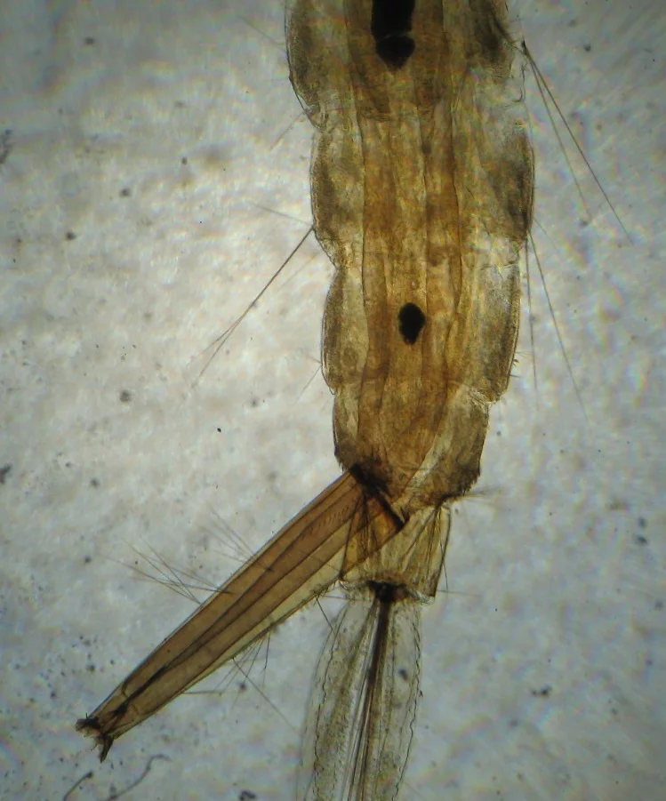 Личинка комара рода Culex