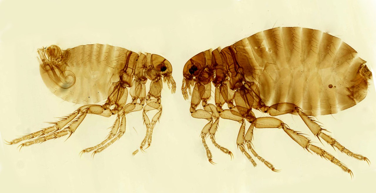 Блоха (Pulex irritans, самец и самка)