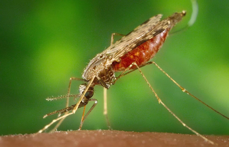 Комар рода Anopheles (самка) при кровососании
