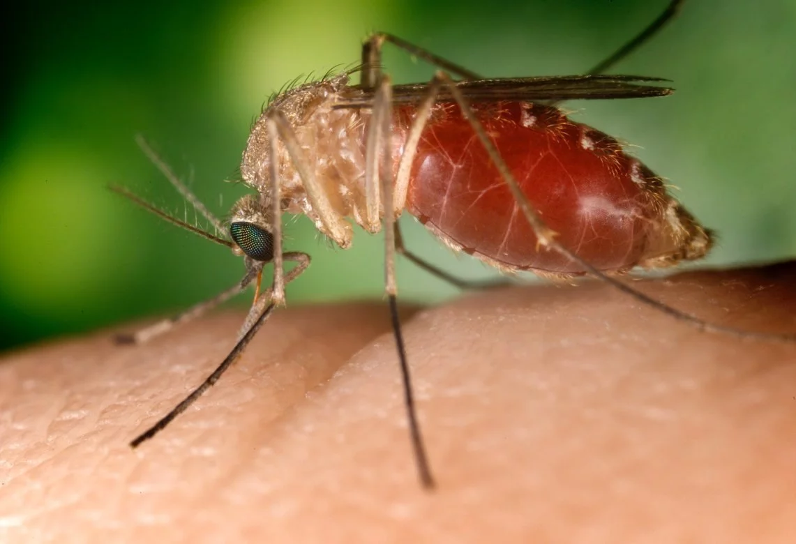 Комар рода Culex (самка) при кровососании