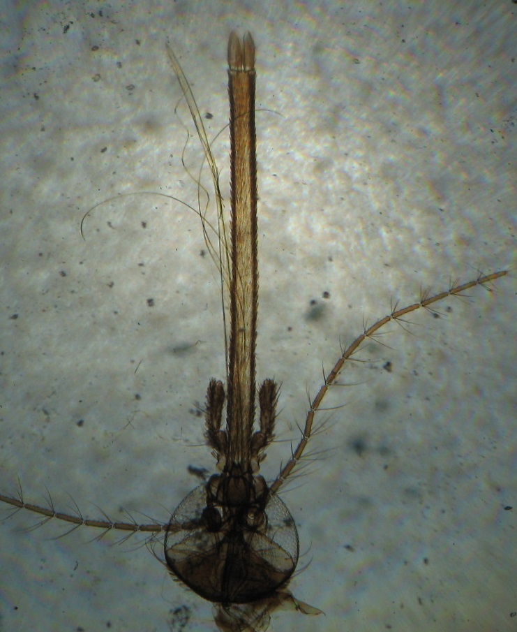 Ротовой аппарат самки комара рода Culex