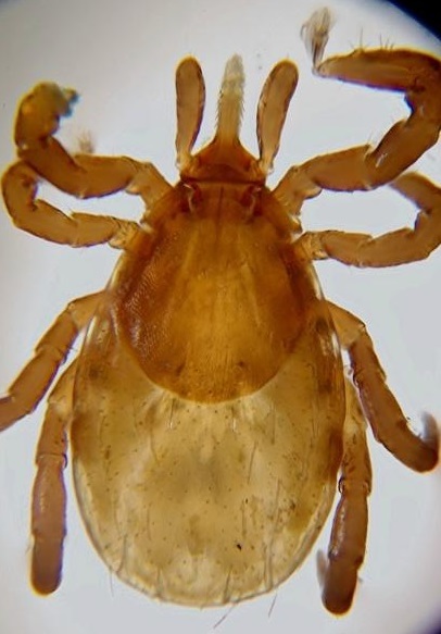 Иксодовый клещ Ixodes persulcatus (вид со спинной стороны)