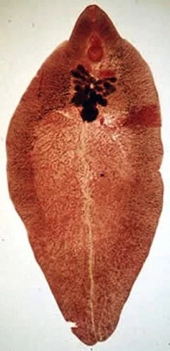 Fasciola hepatica (марита)