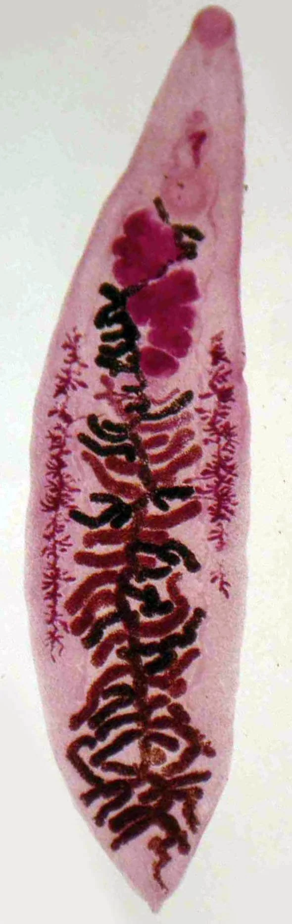 Dicrocoelium lanceatum (марита)