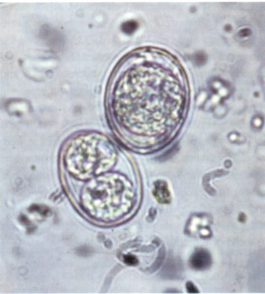 Toxoplasma gondii (ооцисты)