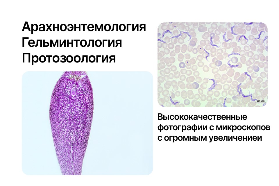 Медицинский атлас